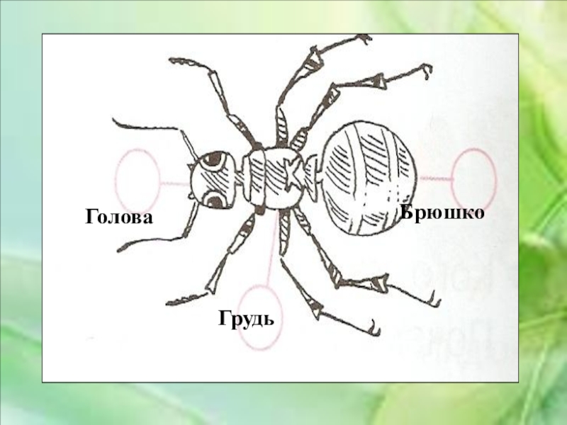 Тело насекомых состоит из