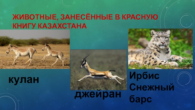 Фото животные казахстана занесенные в красную книгу