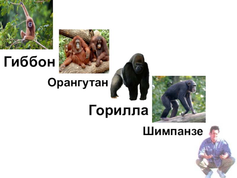 Горилла орангутан шимпанзе. Шимпанзе горилла орангутан. Гиббон горилла и шимпанзе. Гиббоны и орангутаны. Горилла шимпанзе и орангутанг и гибон.