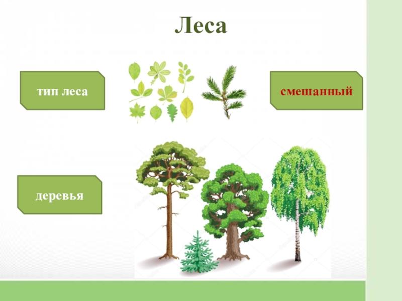 Типы лесов. Разновидности лесов для детей. Типы леса. Под типы лесов. Типы лесов глухие.