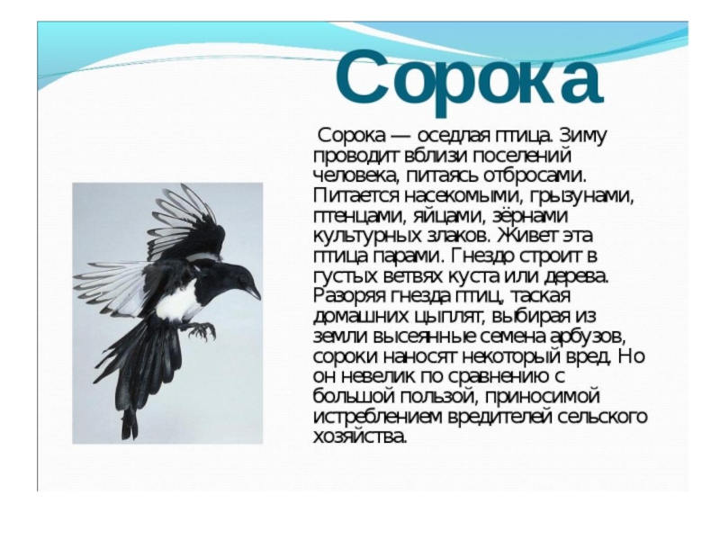 Довоюй родной сорока. Описание сороки. Рассказ про сороку. Сорока краткое описание. Доклад про сороку.