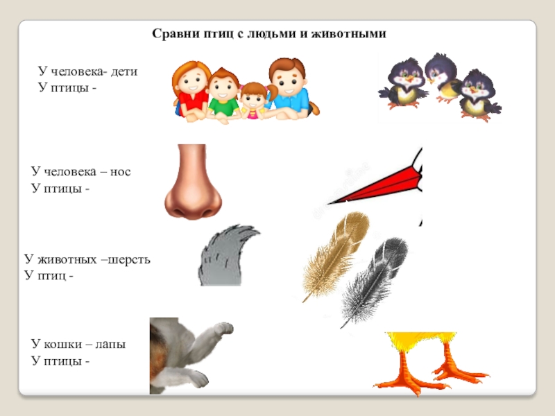 Части тела птицы схема для дошкольников