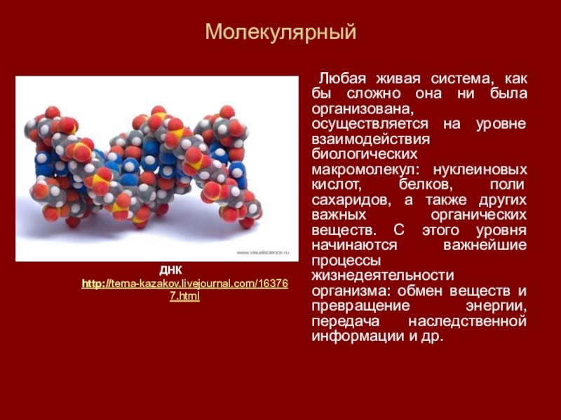 Презентация уровни организации жизни 7 класс биология