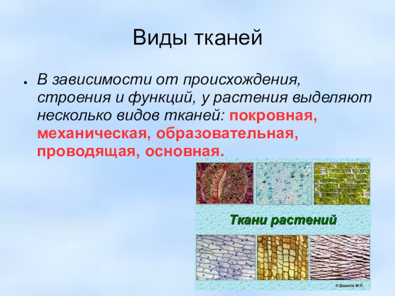 Презентация на тему ткани. Виды тканей. Несколько видов тканей. Внешний вид ткани. Какие бывают виды тканей.