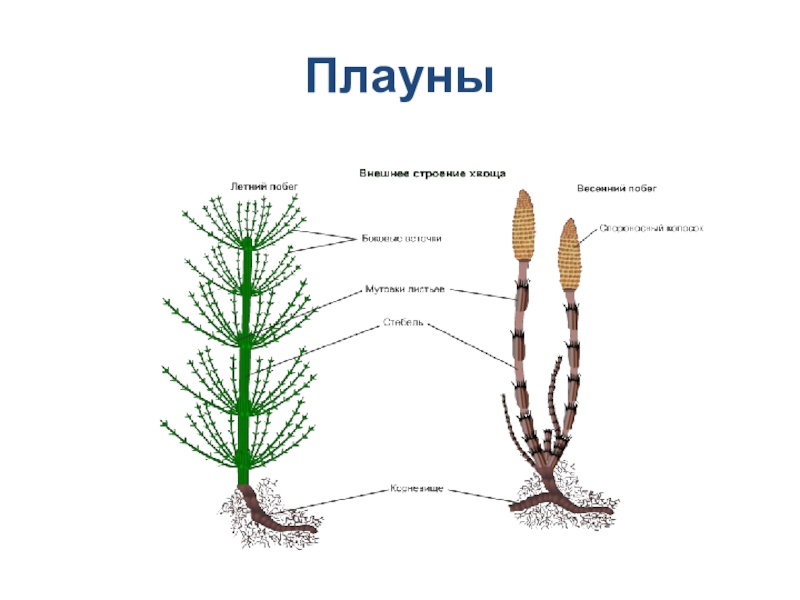 Схема строения плауна