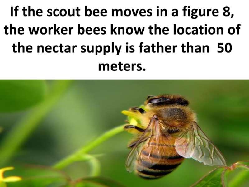 If the scout bee moves in a figure 8, the worker bees know the location of the