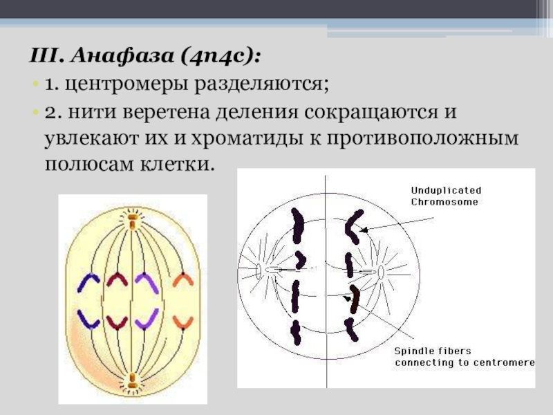 Деление центромеры. Митоз нити веретена деления. Веретено деления клетки. Нити веретена деления сокращаются. Анафаза схема.
