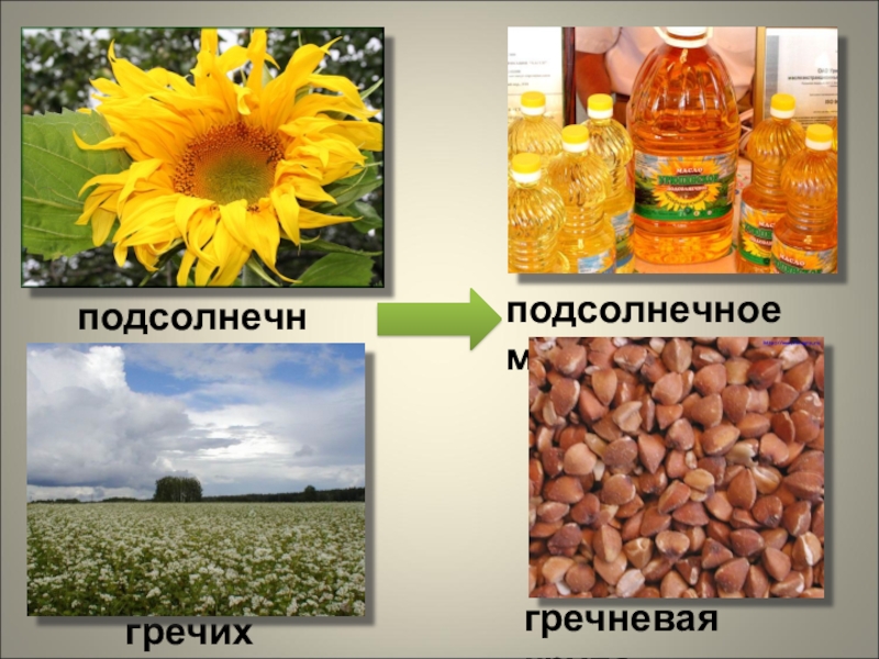 Окружающий мир 4 класс растениеводство в нашем крае презентация 4 класс