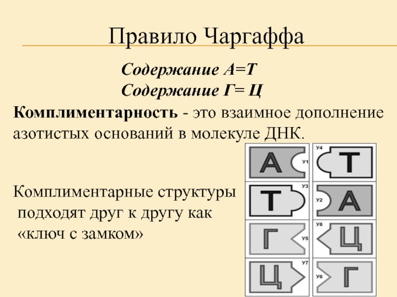 Правило чаргаффа. Правило комплементарности Чаргаффа. А+Г Т+Ц правило Чаргаффа. Принцип комплементарности правило Чаргаффа. Чаргаффа комплементарность.