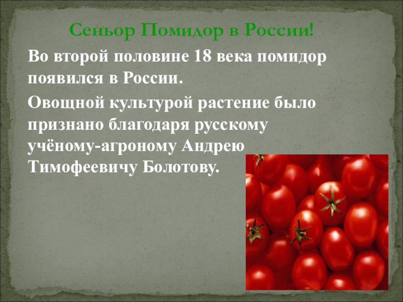 Класс томата. Помидор для презентации. Культурные растения помидор. Сообщение о томате. Рассказ о помидоре.