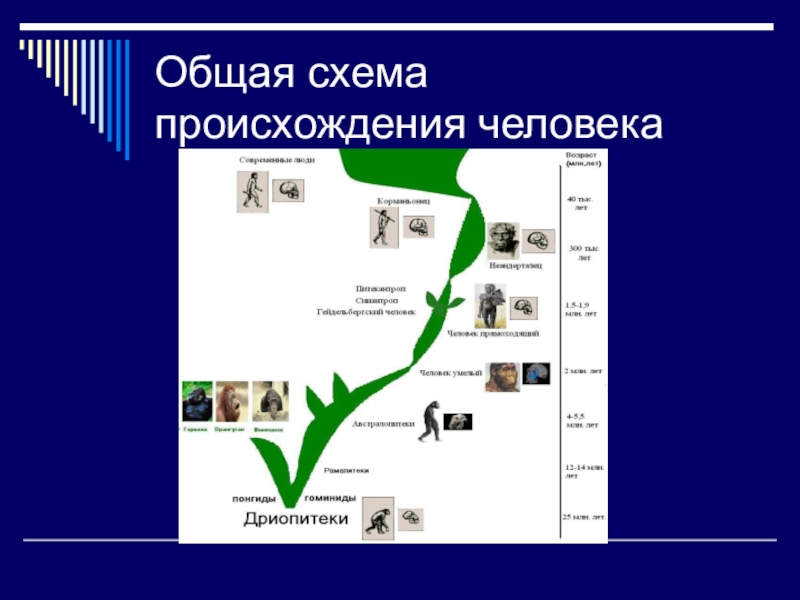 Схема происхождения человека