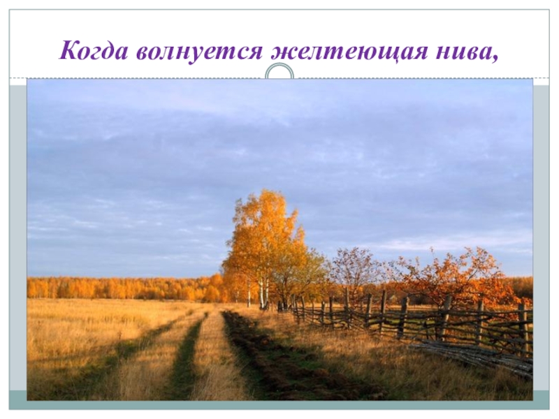 Когда волнуется нива. Лермонтова желтеющая Нива. Жёлтая Нива Лермонтов. Пока волнуется желтеющая Нива Лермонтов. М.Ю.Лермонтова 