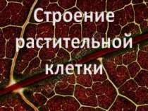 Строение растительной клетки