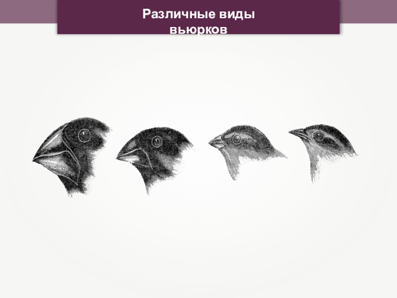 6 на рисунке изображены вьюрки обитающие на галапагосских островах и имеющие различную форму клювов