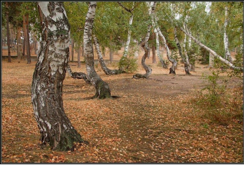 Танцующие березки. Боровое Танцующий лес. Танцующие березы Боровое Казахстан. Танцующий лес Боровое Казахстан. Боровое роща танцующих берез.