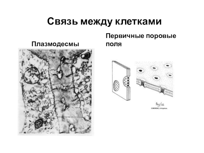 Между клетками есть. Плазмодесмы растительной клетки. Связь между клетками. Плазмодесмы животной клетки. Плазмодесмы под микроскопом.