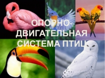 ПРезентация на тему Опорно-двигательная система птиц