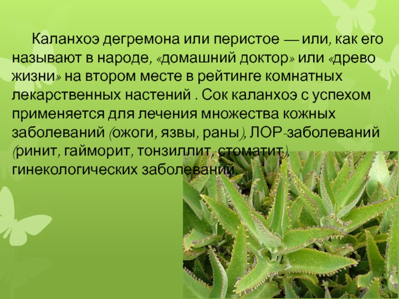 Опишите особенности растений каланхоэ и аспарагуса. Каланхоэ перистое и Дегремона. Каланхоэ Дегремона лечебные. Цветок каланхоэ лечебный. Каланхоэ лечебное перистое.