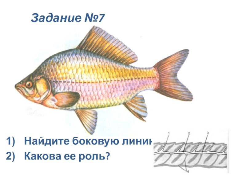 Зачем нужна боковая линия. Боковая линия у рыб. Строение боковой линии у рыб. Органы боковой линии. Наличие боковой линии.