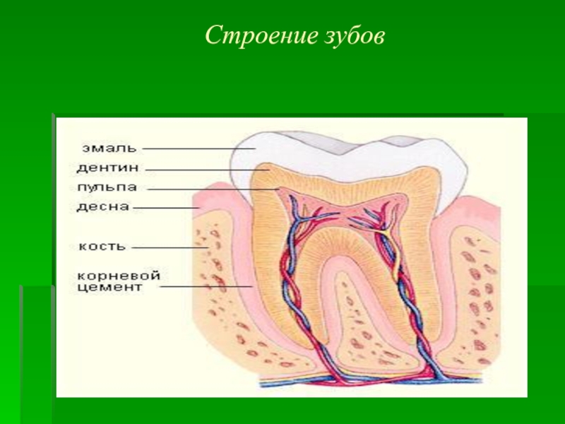 Строение полости рта строение зуба. Строение зуба. Строение зубов человека. Полость рта строение зубов.