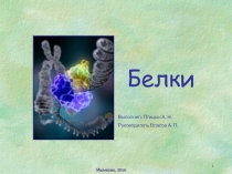 Белки