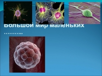 Презентация к уроку Строение растительной клетки. 5 класс