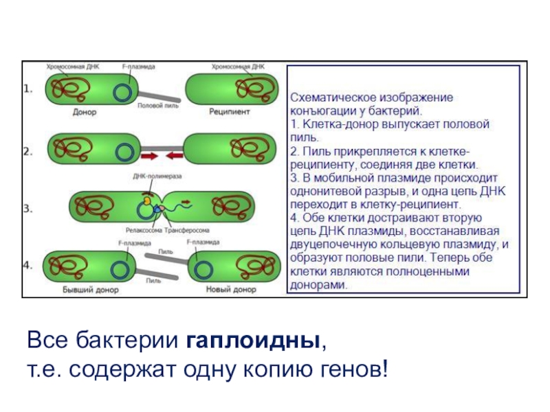 Проект бактерии 10 класс