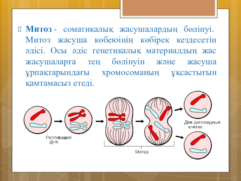 Жасушаның бөлінуі мейоз презентация