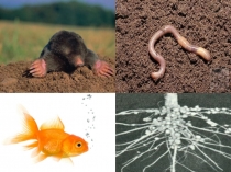 Презентация по биологии на тему Почвенная среда обитания