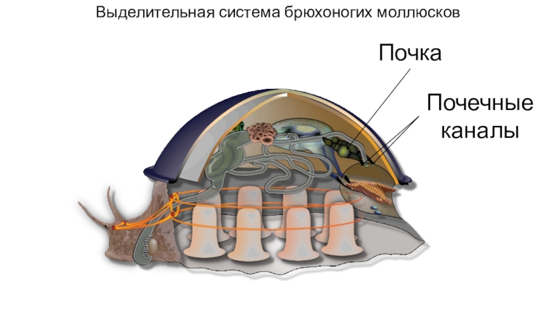 Выделительная моллюсков