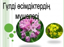 Гүлді өсімдіктердің мүшелері презентация по биологии