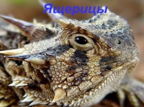 Презентация к уроку Окружающий мир по теме: Разнообразие животных