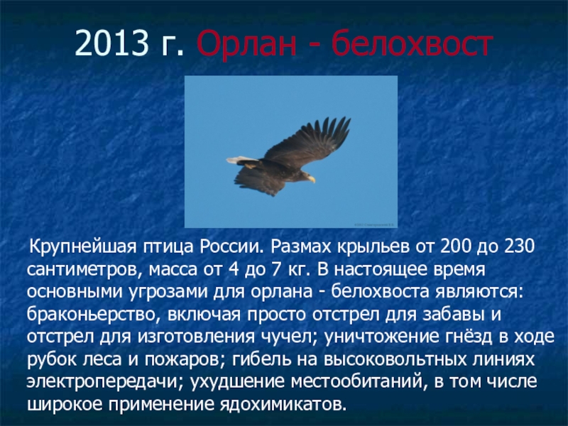 Размах крыла. Орлан-белохвост размах крыльев. Белохвостый Орлан размах крыльев. Орлан размах крыльев. Размах крыла орлана белохвоста.