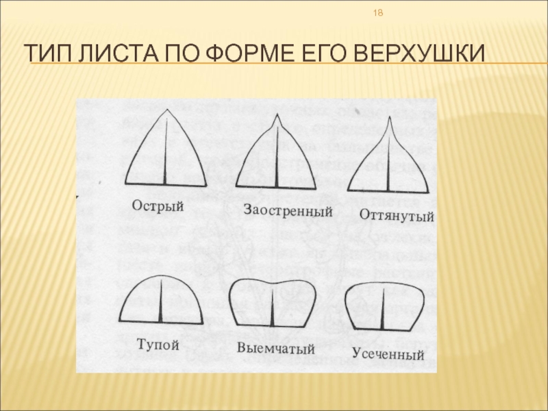 Типы листьев по форме. Типы верхушек листовой пластинки. Классификация листьев по форме верхушки. Форма основания и верхушки листа. Тип листа по форме верхушки.