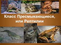 Презентация по биологии Класс Пресмыкающиеся