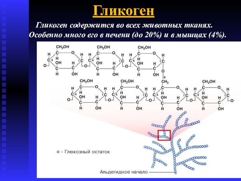 Изменение содержания гликогена. Строение гликогена биохимия. Гликоген строение. Роль гликогена в организме человека. Структура гликогена.