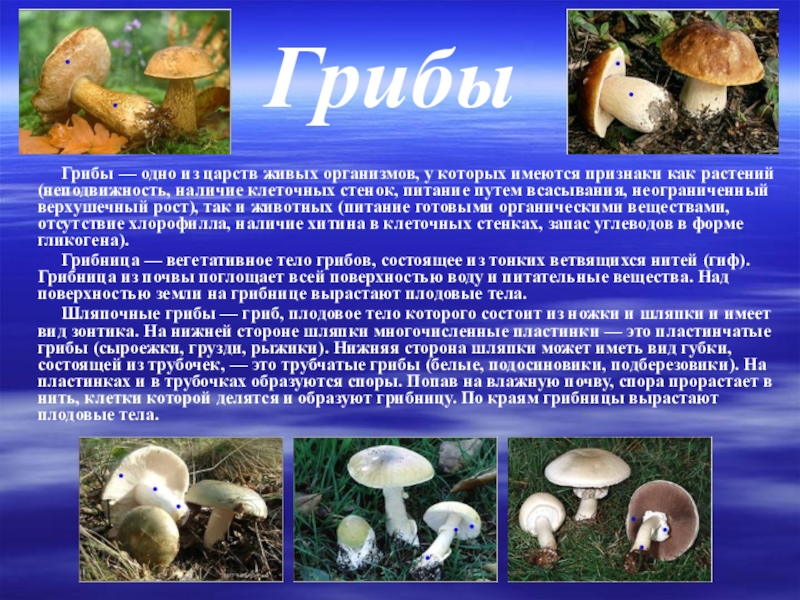 Доклад о живом организме. Биология 5 класс грибы организмы. Сообщение о живом организме. Доклад по биологии про грибы.