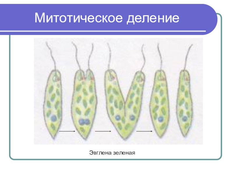 Митотическое деление. Митотическое бинарное деление. Размножение эвглены зеленой. Деление эвглены зеленой. Деление эвглены зеленой бесполое размножение.