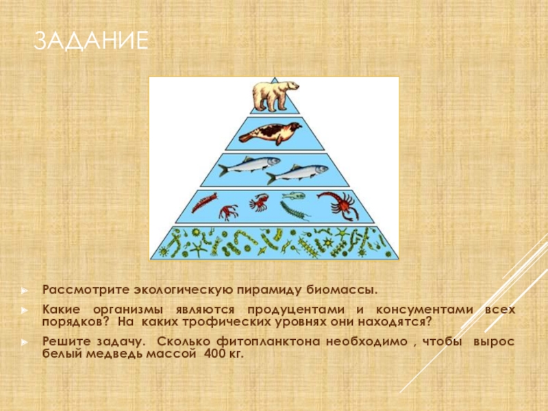 Презентация на тему экологические пирамиды