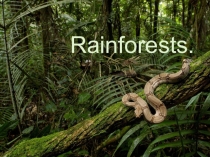 Презентация по английскому языку Rainforests (Starlight 8)