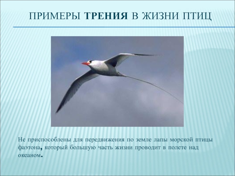 Не приспособлены для передвижения по земле лапы морской птицы фаэтона, который большую часть жизни проводит в полете