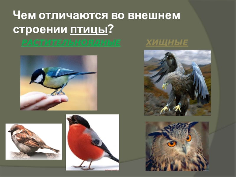 Роль растительноядных птиц в природных сообществах. Растительноядные птицы. Птицы растительноядные названия. Птицы Хищные и растительноядные. Птицы Насекомоядные и растительноядные.