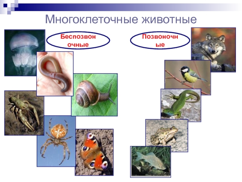 Презентация по биологии на тему животные 5 класс