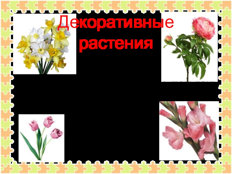 Декоративные растенияПионы, нарциссы, гладиолусы, тюльпаны – это цветы. Их выращивают на клумбах для красоты.