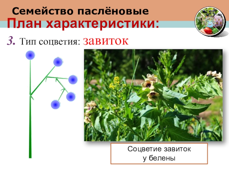 Описание семейства пасленовые по плану 6 класс