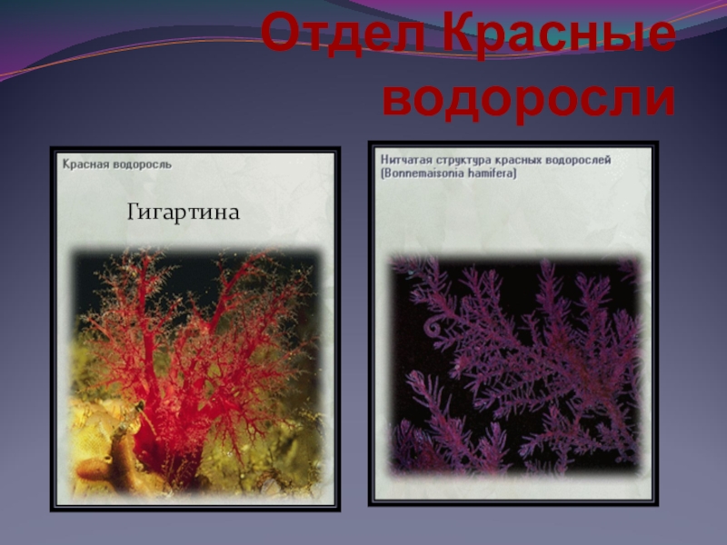 Презентация на тему красные водоросли 6 класс