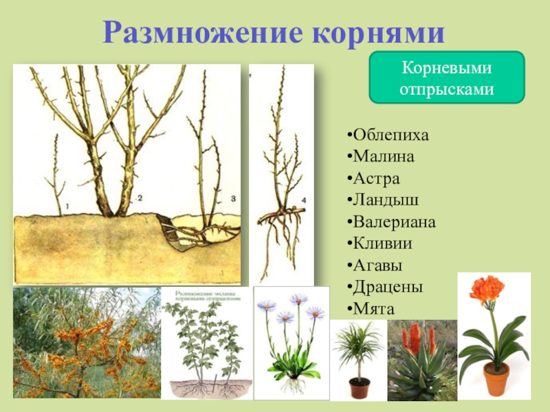 Размножение корневыми черенками рисунок