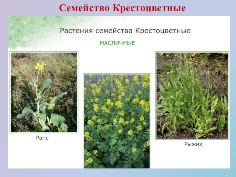 Рыжик крестоцветное растение фото