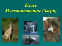 Презентация к уроку Класс млекопитающие