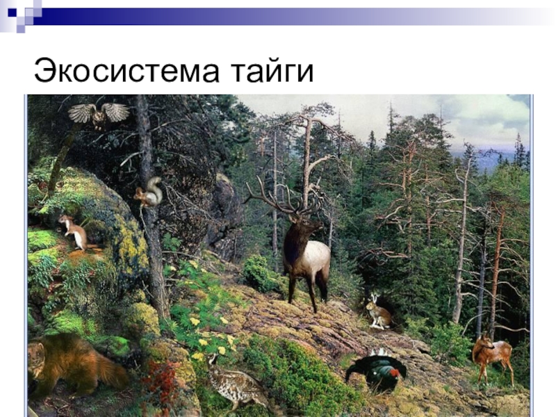 Природное сообщество тайга. Экосистема тайги. Экосистема таежных лесов. Экологическая система тайги. Экосистема Сибири.